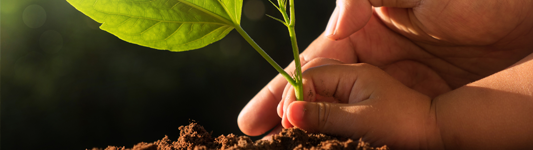 planting seedling