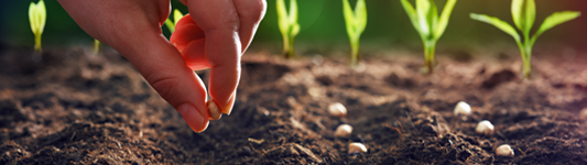 hand planting seeds