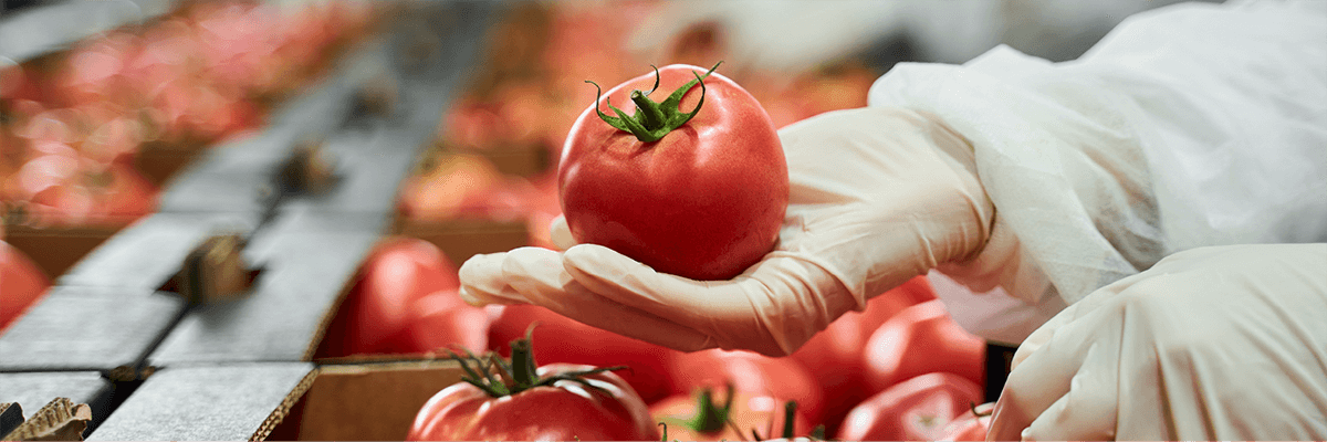 tomato inspection