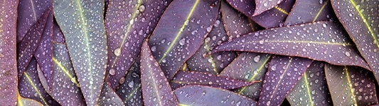 Purple Leaves